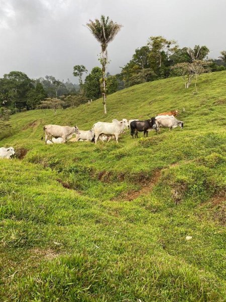 Finca en Venta en  Sarapiquí, Heredia