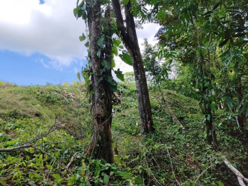 Terreno de 4.774 m² con vistas panorámicas en Tres Ríos de Coronado, Osa, Puntarenas