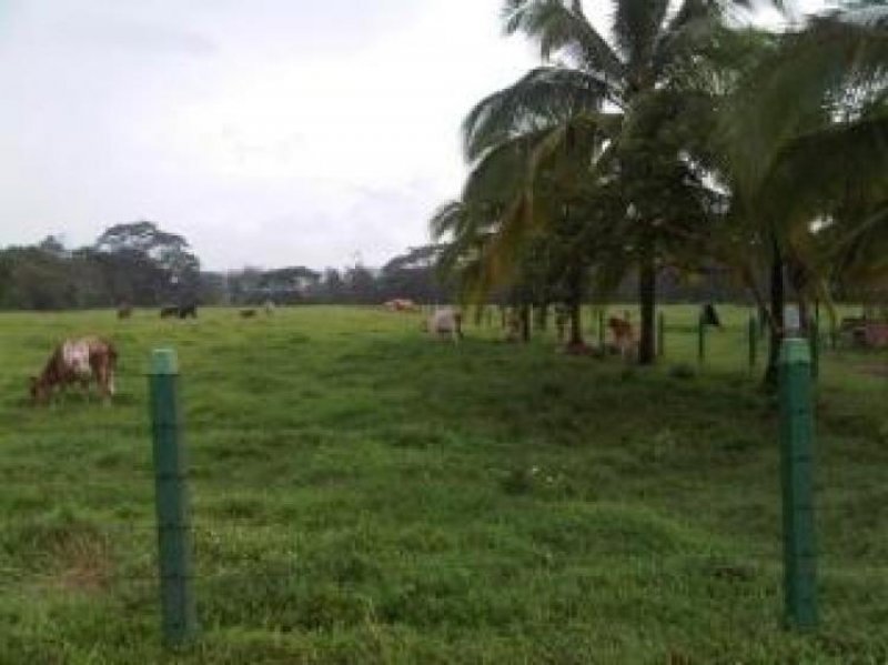 Foto Terreno en Venta en San Carlos, Alajuela - 4 hectareas - U$D 900 - TEV1204 - BienesOnLine