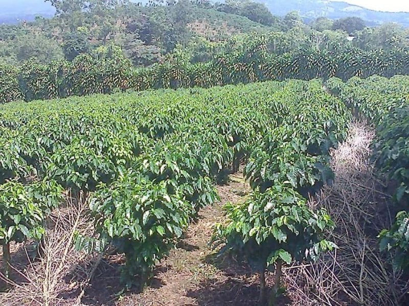 Finca en Venta en  Poás, Alajuela