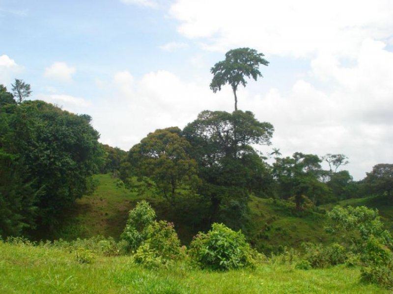 Foto Finca en Venta en Sarapiquí, Heredia - ¢ 6.000.000 - FIV5051 - BienesOnLine