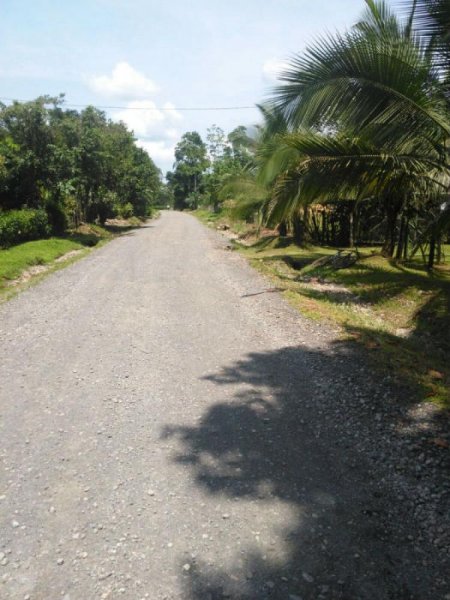 Foto Finca en Venta en Guácimo, Limón - ¢ 60.000.000 - FIV6058 - BienesOnLine