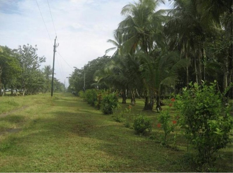 Foto Terreno en Venta en Guapiles, Pococí, Limón - ¢ 465.000.000 - TEV37356 - BienesOnLine