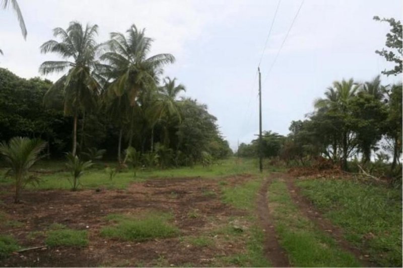 Foto Terreno en Venta en Guapiles, Pococí, Limón - ¢ 460.000.000 - TEV36439 - BienesOnLine