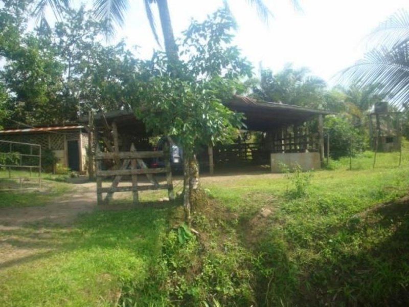 Foto Finca en Venta en Guapiles, Guácimo, Limón - U$D 1.000.000 - FIV29312 - BienesOnLine