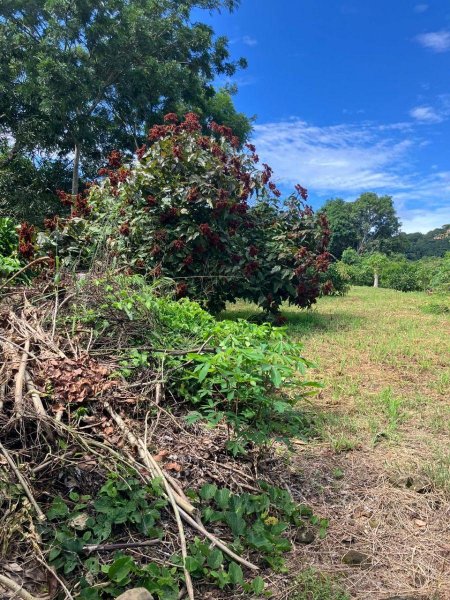 Foto Terreno en Venta en Ángeles, Atenas, Alajuela - ¢ 50.000.000 - TEV108283 - BienesOnLine