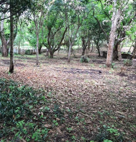 Foto Terreno en Venta en Mastate, Orotina, Alajuela - ¢ 52.000.000 - TEV72947 - BienesOnLine