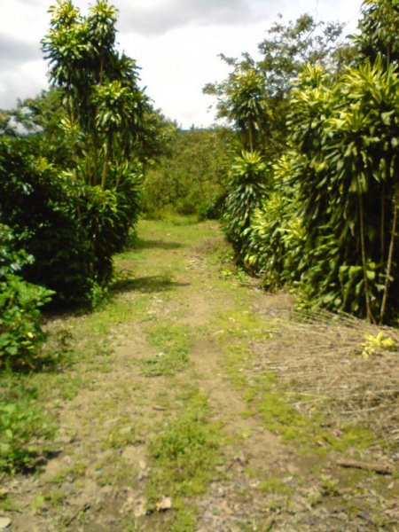 Foto Finca en Venta en Palmares, Alajuela - 35000 hectareas - ¢ 280.000.000 - FIV138 - BienesOnLine