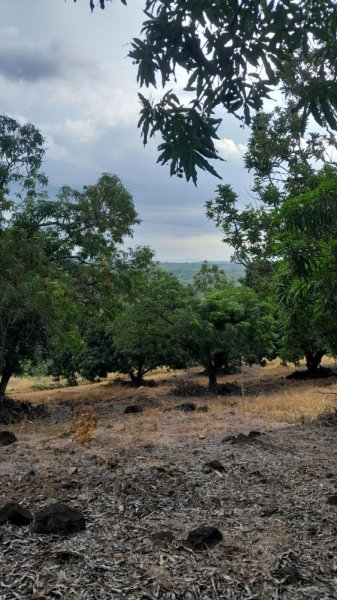 ESPECTACULAR FINCA EN SAN MATEO DE ALAJUELA 