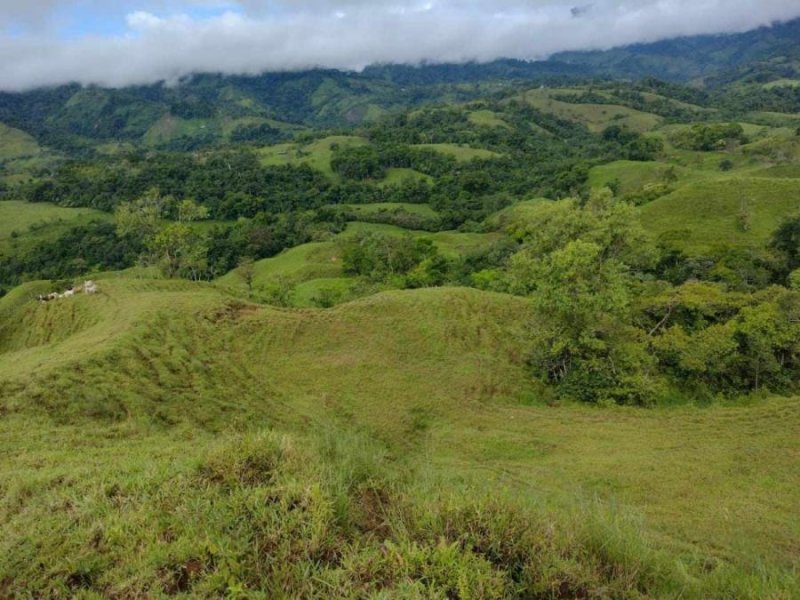 Finca en Venta en San Vito Coto Brus, Puntarenas