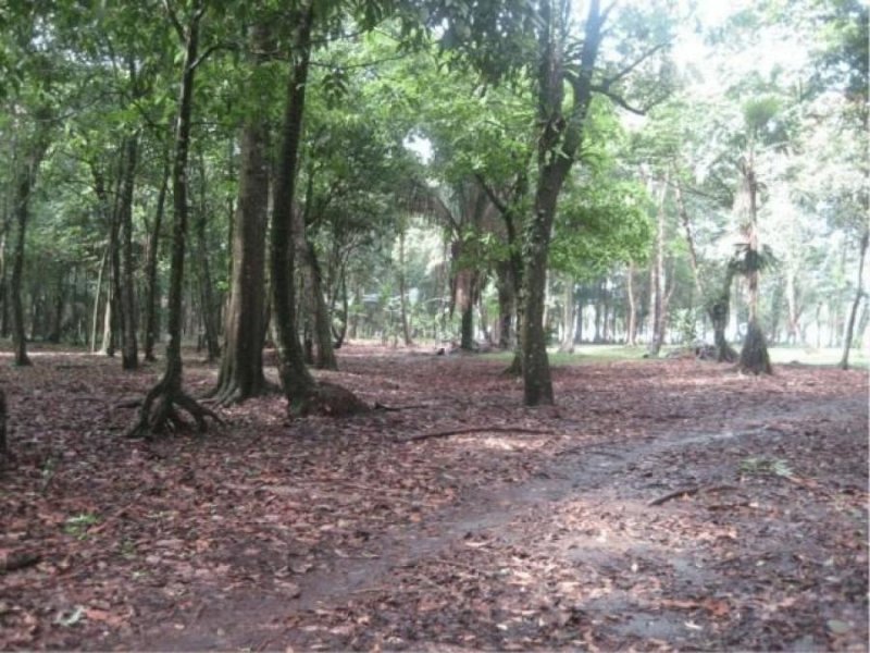 Foto Terreno en Venta en Guapiles, Pococí, Limón - U$D 780.000 - TEV39268 - BienesOnLine