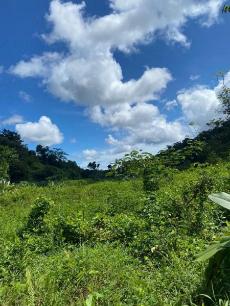 Foto Finca en Venta en Sierpe, Puntarenas - FIV92615 - BienesOnLine