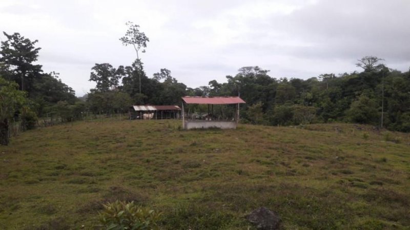 Foto Terreno en Venta en Pocora, Guácimo, Limón - U$D 146.000 - TEV57687 - BienesOnLine