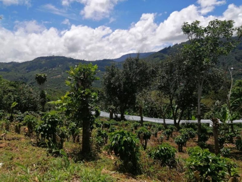 Foto Terreno en Venta en Llano los Ángeles, Corralillo, Cartago - ¢ 13.500.000 - TEV51960 - BienesOnLine