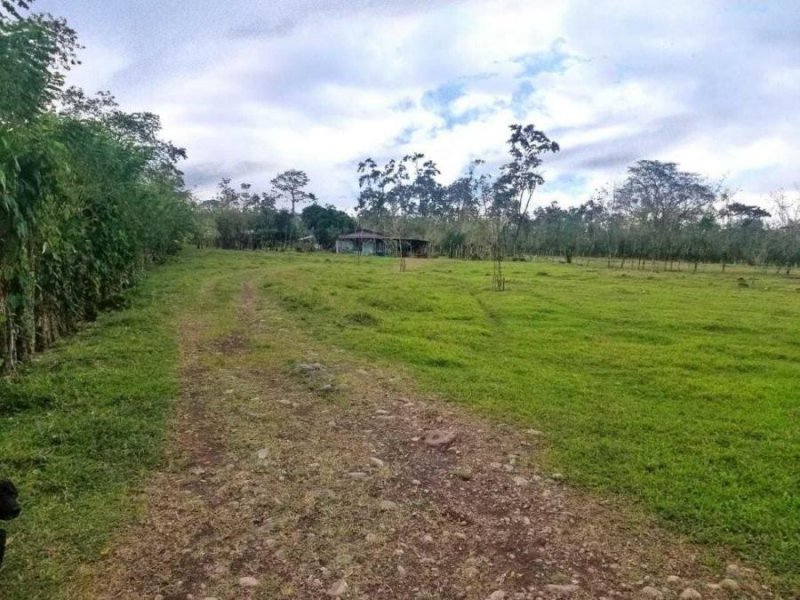 Terreno en Venta en Calle Pocora Guácimo, Limón