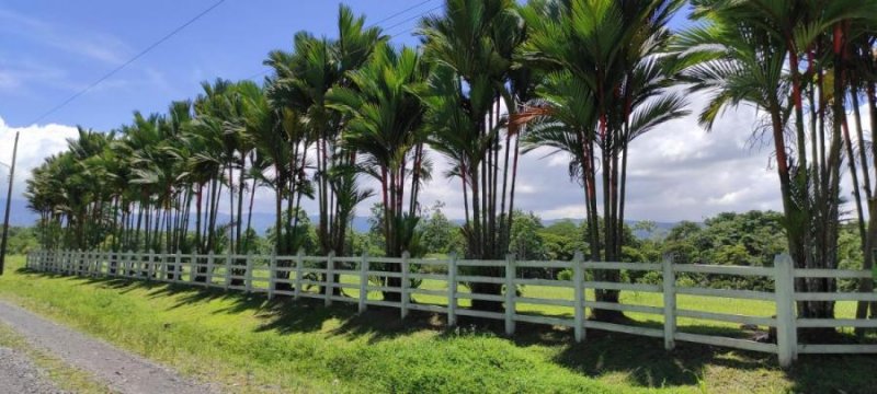 Foto Terreno en Venta en Macadamia de Guapiles, Pococí, Limón - ¢ 60.000.000 - TEV72352 - BienesOnLine