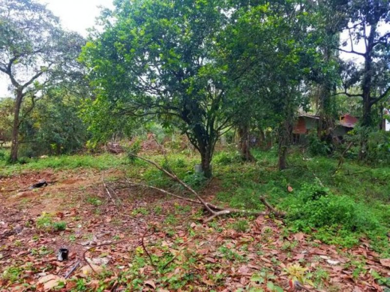 Foto Terreno en Venta en Calle Bovinos Guapiles, Pococí, Limón - U$D 13.880 - TEV56666 - BienesOnLine