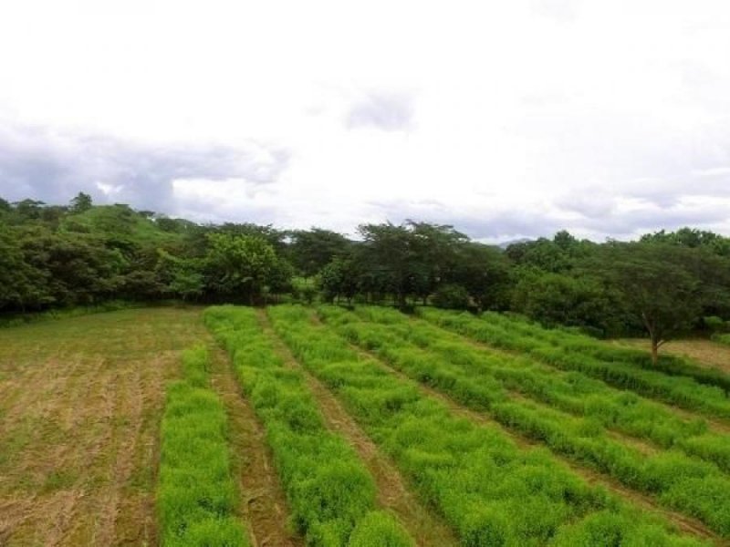 Foto Terreno en Venta en Huacas, Santa Cruz, Guanacaste - U$D 125.000 - TEV53037 - BienesOnLine