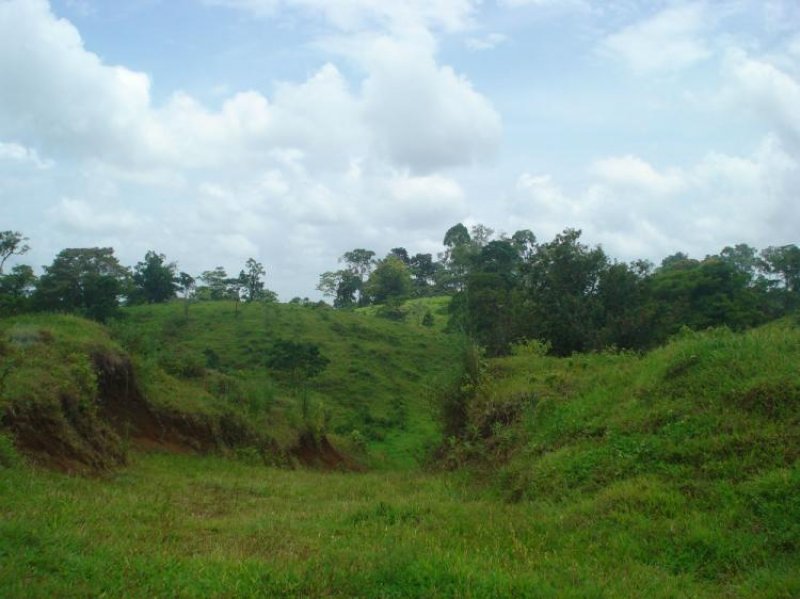 FINCA 280 HECTAREAS EN SARAPIQUI