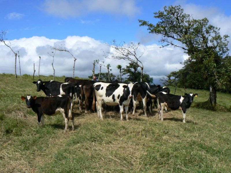 Finca en Venta en  Alto Villegas, Alajuela