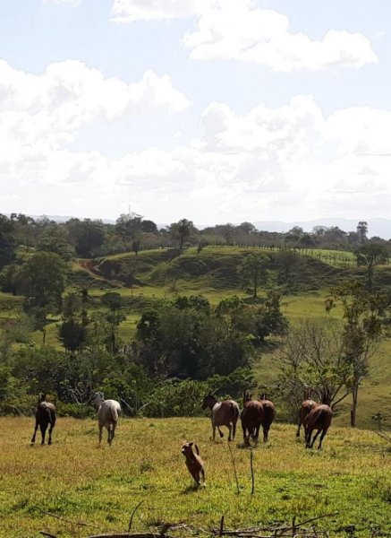 Finca en Venta en  San Carlos, Alajuela