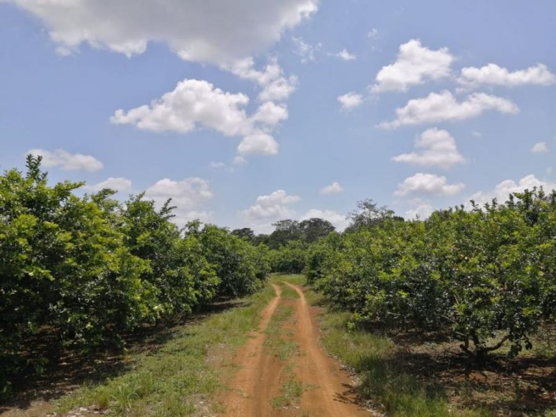 Finca en Venta en Tres Rosales Puerto Viejo, Heredia