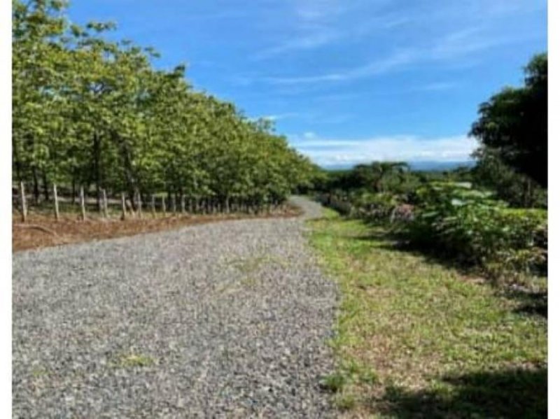 Finca en Venta en  Orotina, Alajuela