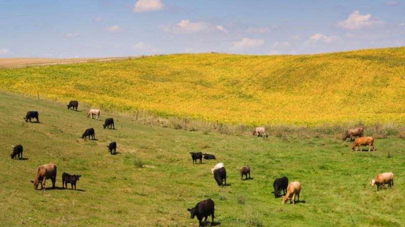 FINCA GANADERA Y AGRÍCOLA DE 313 HA EN SAN VITO