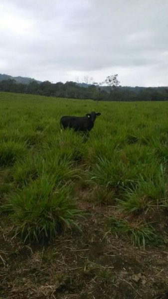 Finca en Venta en  San Carlos, Alajuela