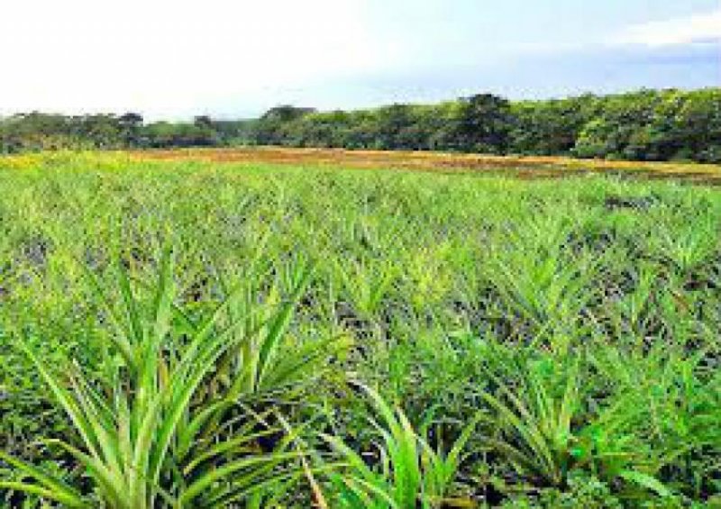 Finca en Venta en  San Carlos, Alajuela