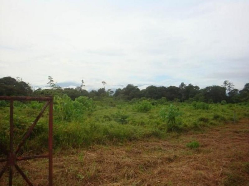 Foto Finca en Venta en Sarapiqui, Sarapiquí, Heredia - ¢ 230.000.000 - FIV25377 - BienesOnLine