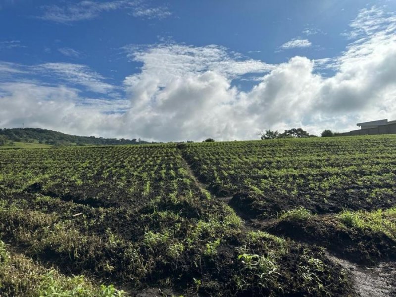 Finca en Venta en  Cot, Cartago