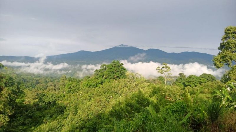 Finca en Venta en SIQUIRRES Siquirres, Limón