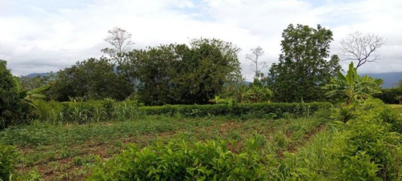 Foto Terreno en Venta en San Carlos, Alajuela - ¢ 18.000.000 - TEV78107 - BienesOnLine