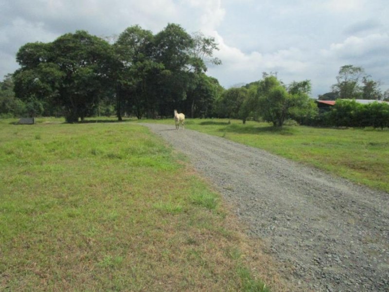 Foto Terreno en Venta en La Colonia de Guápiles, Pococí., La Colonia de Guápiles, Pococí., Limón - ¢ 50.000.000 - TEV106303 - BienesOnLine