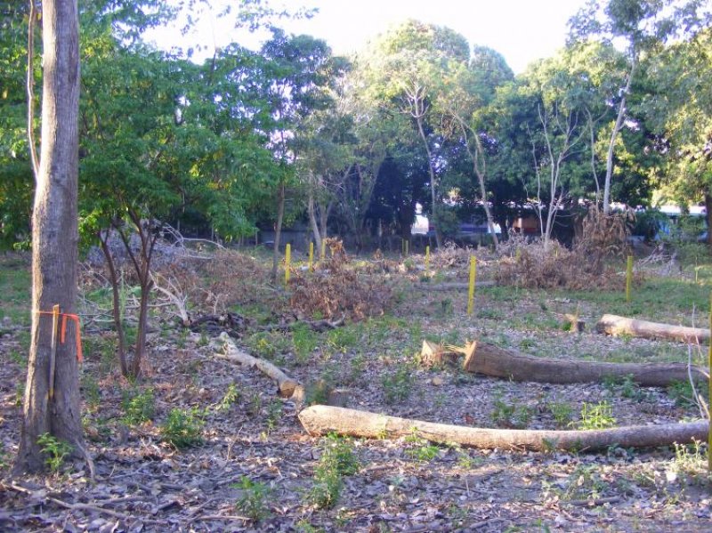 Foto Terreno en Venta en Cañas Dulces, Cañas Dulces, Guanacaste - ¢ 5.500.000 - TEV12788 - BienesOnLine