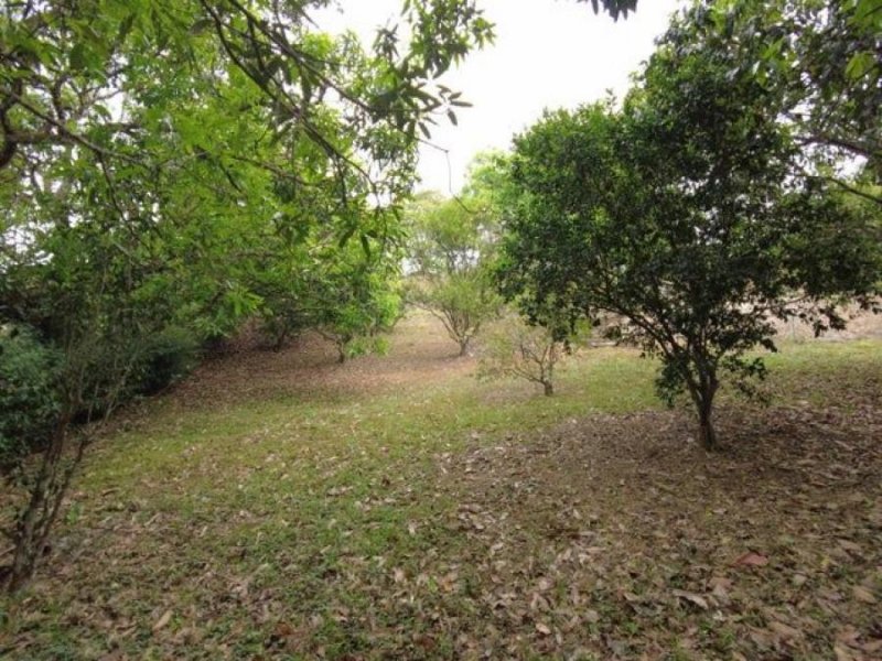 Foto Finca en Venta en OROTINA ALAJUELA, ALAJUELA OROTINA, Alajuela - ¢ 90.000.000 - FIV70929 - BienesOnLine