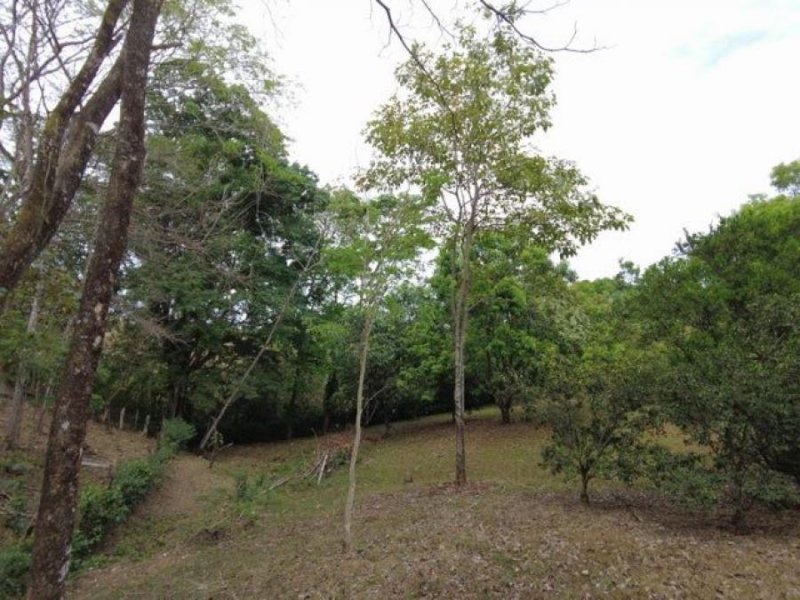 Foto Finca en Venta en OROTINA ALAJUELA, OROTINA ALAJUELA, Alajuela - ¢ 90.000.000 - FIV70930 - BienesOnLine