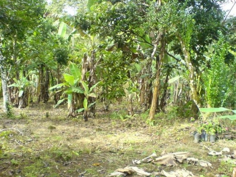 Foto Finca en Venta en LA ORTIGA TURRIALBA, LA ORTIGA TURRIALBA, Cartago - U$D 79.100 - FIV71285 - BienesOnLine