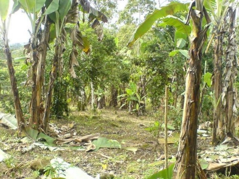 MLS-23-2560 VENTA FINCA LA ORTIGA TURRIALBA 