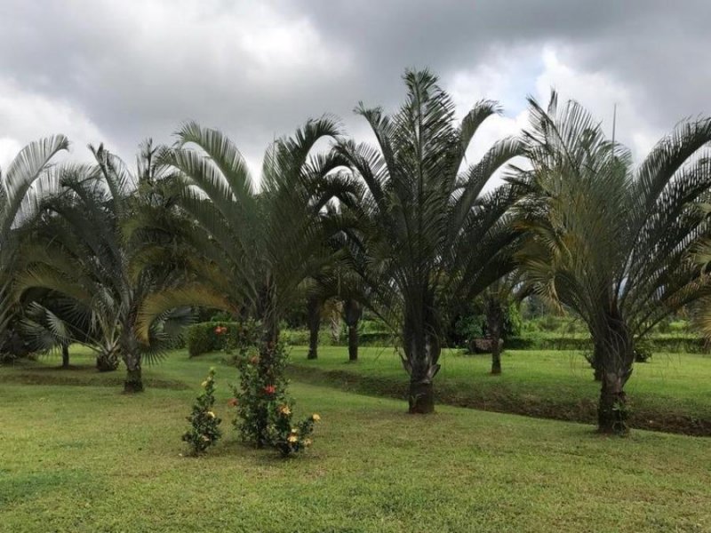 Terreno en Venta en POCOCI GUAPILES Pococí, Limón