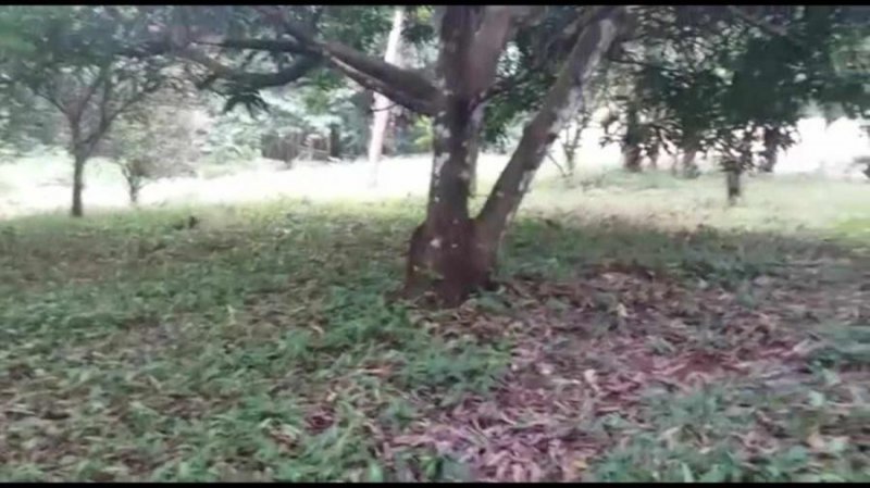 SE VENDE BELLA Y BARATA FINCA EN BUENOS AIRES DE PUNTARENAS.