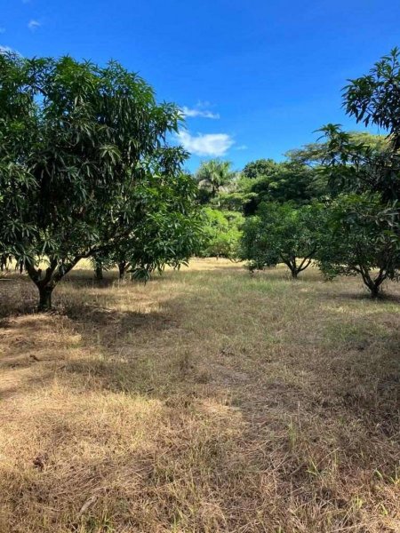 Finca en Venta en El Guisaro Atenas, Alajuela