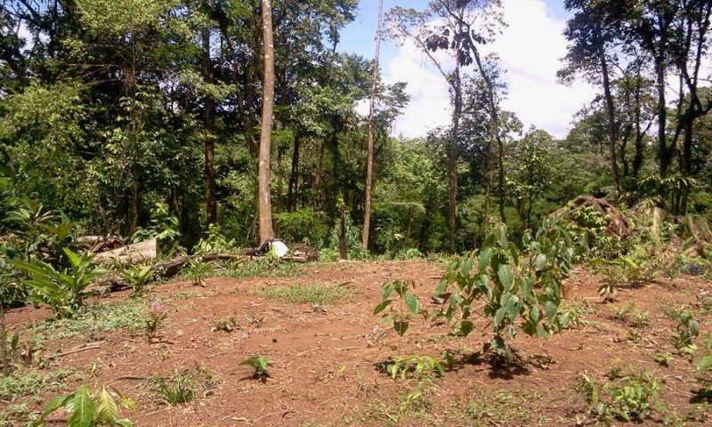 Se vende finca con bosque en zona turística