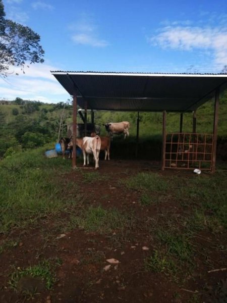 Finca en Venta en Cimarrón Turrialba, Cartago