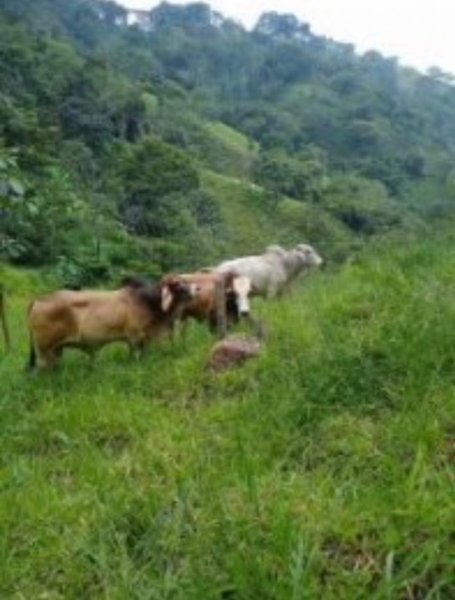 Finca en Venta en  Acosta, San José