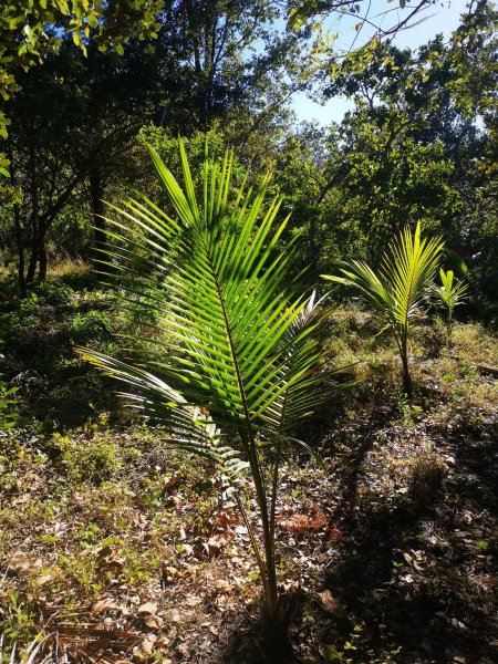 Foto Terreno en Venta en Curubandé, Liberia, Guanacaste - ¢ 7.000.000 - TEV37899 - BienesOnLine