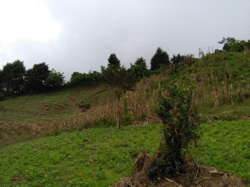 Foto Terreno en Venta en Cañuela, Naranjo, Alajuela - 1 hectareas - ¢ 40.000.000 - TEV11334 - BienesOnLine