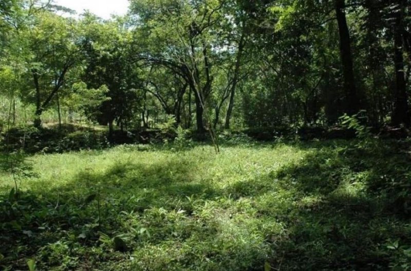 V#370 FINCA EN VENTA CON ÁRBOLES DE TECA