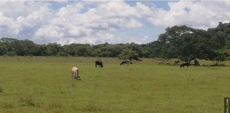 Foto Terreno en Venta en Santa Cruz, Guanacaste - ¢ 399.000.000 - TEV64292 - BienesOnLine